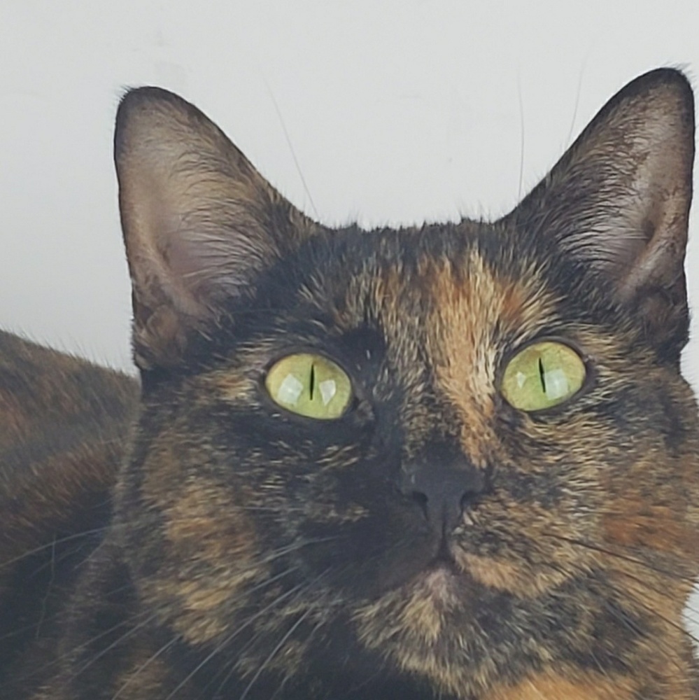 Meet your Posher, Pepper